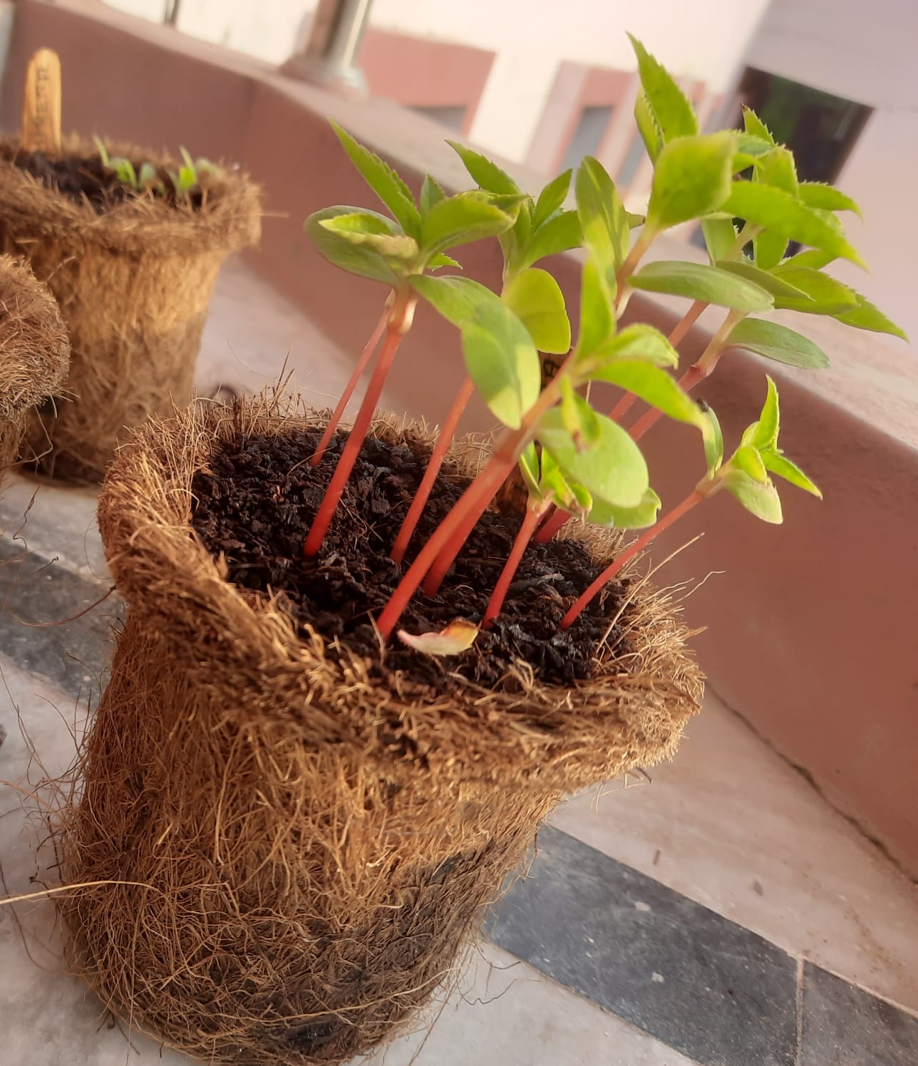 DIY Gardening Kit